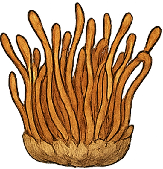 Cordyceps