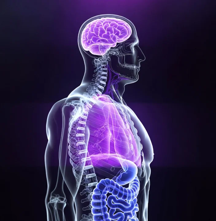 Medical illustration showing Reishi effects on the body's stress response, immune, and nervous systems